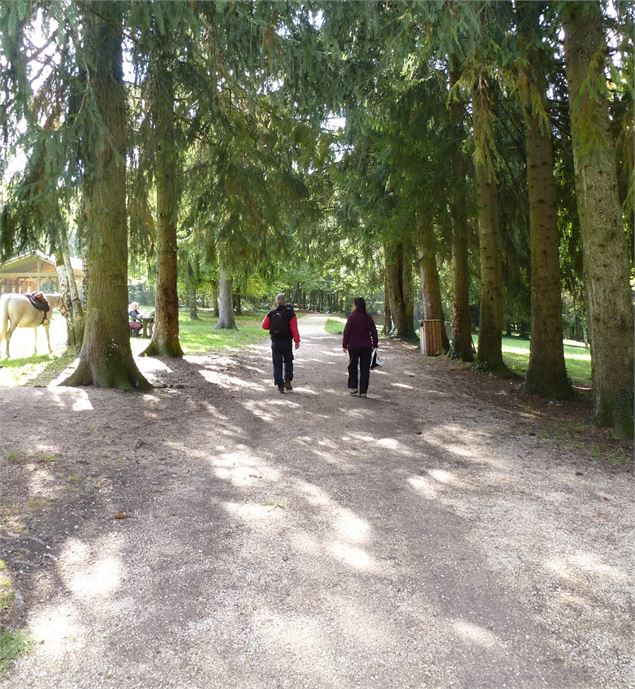 Forêt de Rothonne - Belley - Maxime Ballet