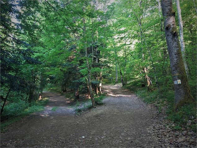 Forêt de Rothonne à Belley - Maxime Ballet