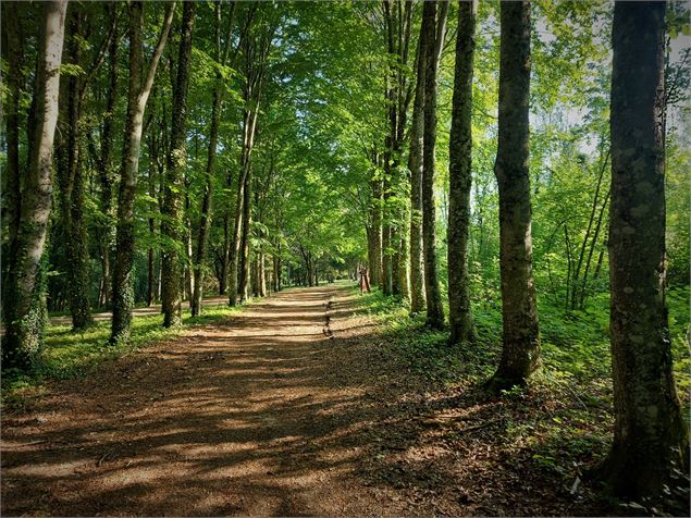 Forêt de Rothonne à Belley - Maxime Ballet