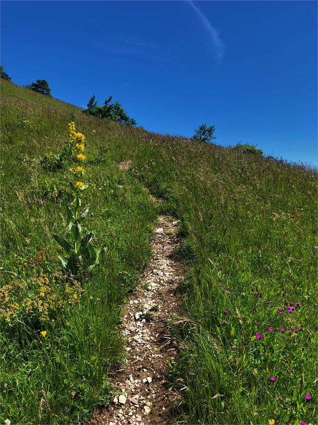 Sentier sur le Grand Colombier - Maxime Ballet