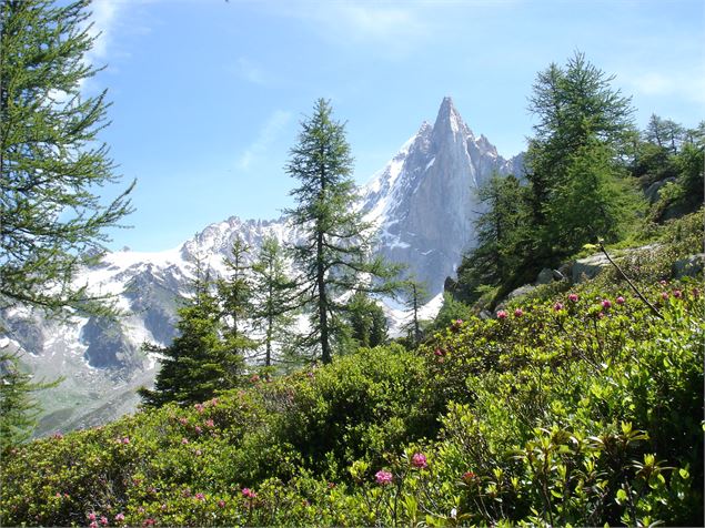 Balcon Montenvers  Plan de l'Aiguille - SavoieMontBlanc-Lansard