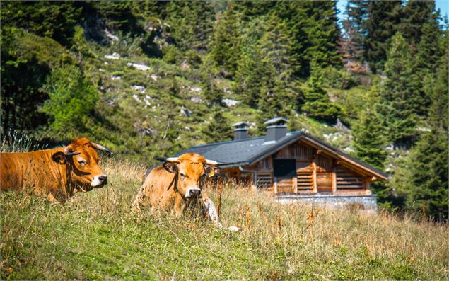 Des vaches au premier plan avec un des chalets d'Aujon en arrière plan - OT Flaine-Candice Genard