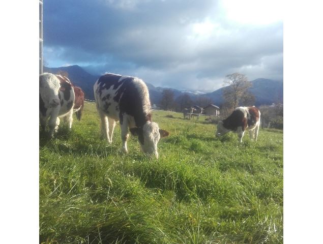 Ferme desoursonsaixlesbainsrivieradesalpes - Wilfried