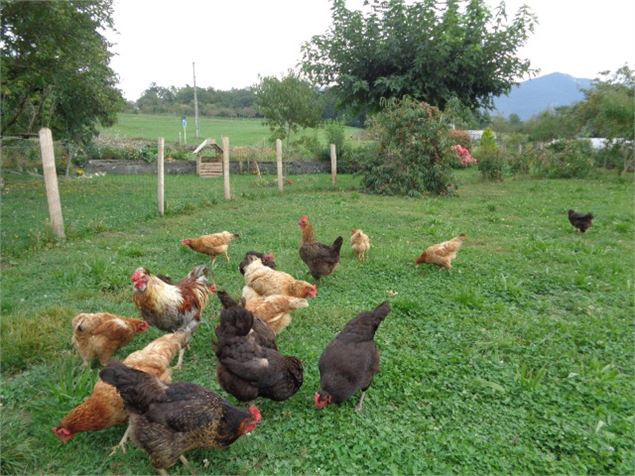 Ferme desoursonsaixlesbainsrivieradesalpes - Wilfried