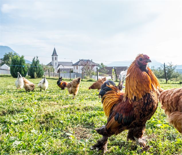 Ferme desoursonsaixlesbainsrivieradesalpes - Wilfried