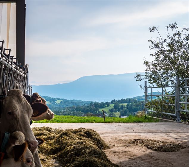 Ferme desoursonsaixlesbainsrivieradesalpes - Wilfried