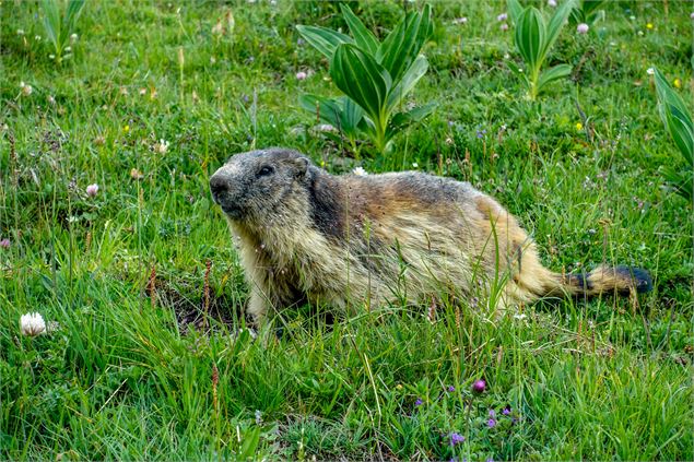 Marmottes - MARINA KOKKELINK