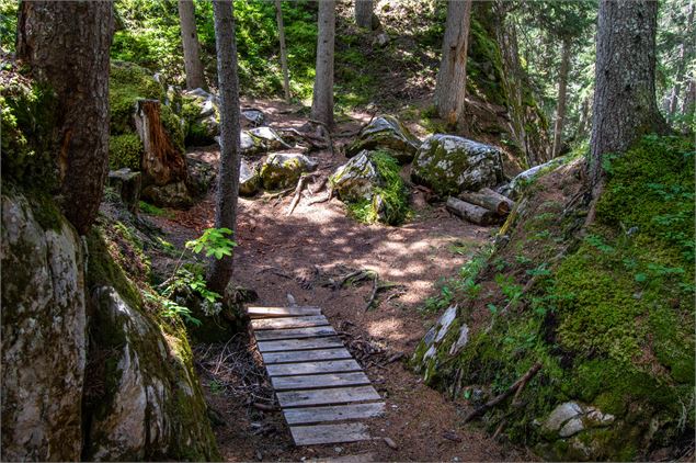 Chemin dans la forêt de la Glière - Marina Kokkelink