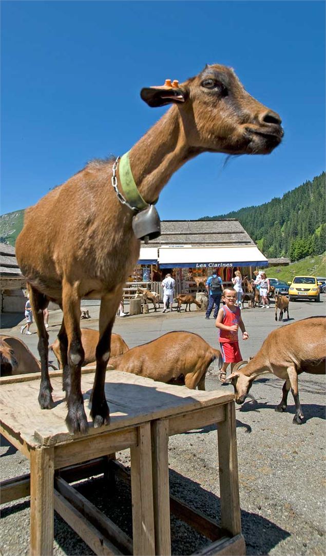 La fameuse chèvre des Lindarets - Yvan Tisseyre/OT Vallée d'Aulps