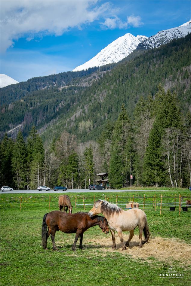 Centre équestre les Contamines - Les Contamines Tourisme