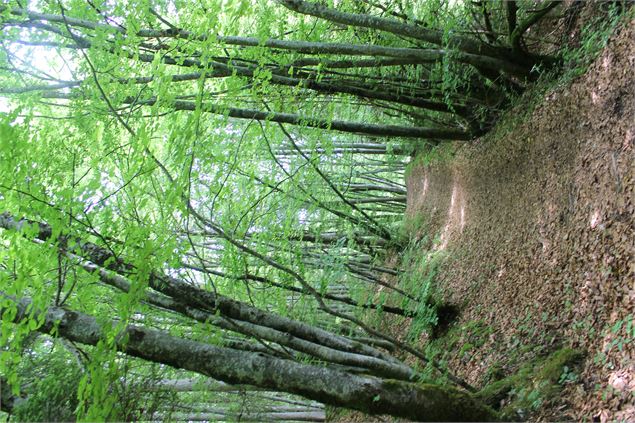 Boucle cascade du Pissieu