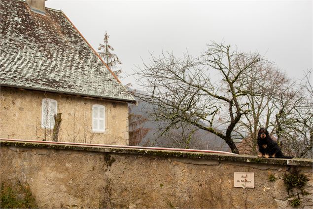 Bénonces en hiver