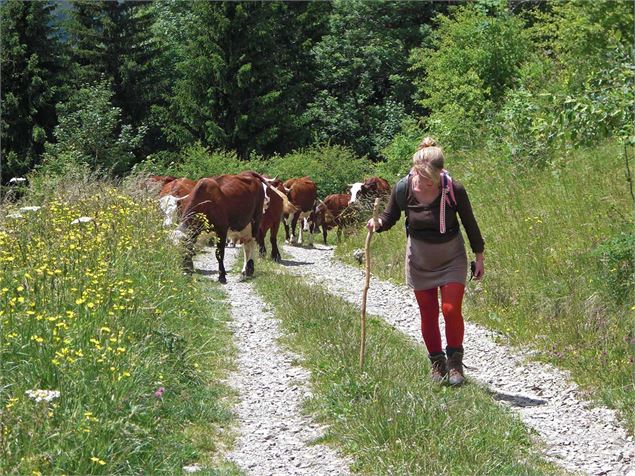 Vaches d'Abondance - Gaec l'Or Blanc