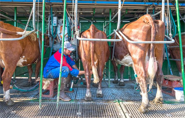 Traite des vaches - Yvan Tisseyre / OT Vallée d'Aulps