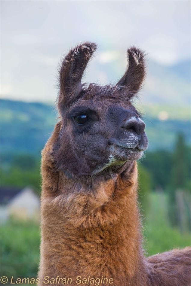 Lamas de Salagine - Bloye - OT Rumilly-Albanais