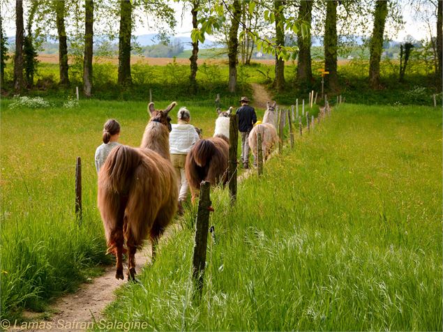 Balade avec les lamas - OT Rumilly-Albanais