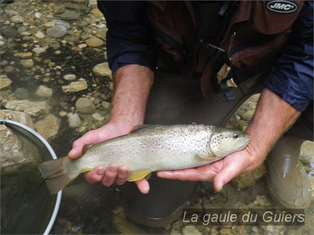 Les truites du Guiers - OT Coeur de Chartreuse