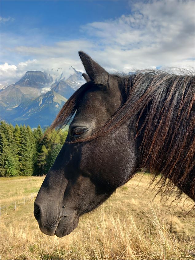 Centre d'équitation naturelle - Cheval des Cimes - Eugénie PIBIS