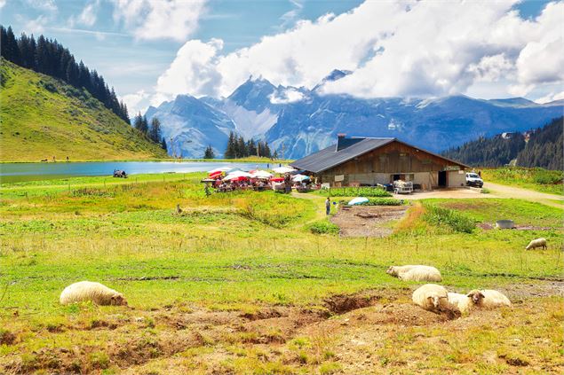 L'alpage et moutons - Bouilleur de photos