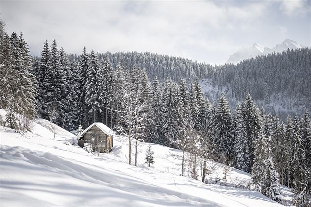 Cabane dans la forêt - Clément Hudry