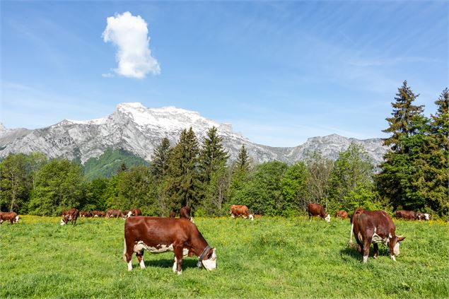 vaches - Office de Tourisme Thônes Coeur des Vallées