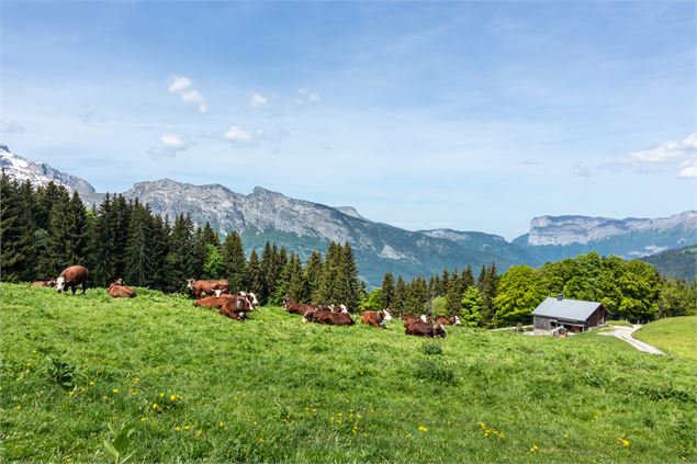 troupeau vaches - Office de Tourisme Thônes Coeur des Vallées