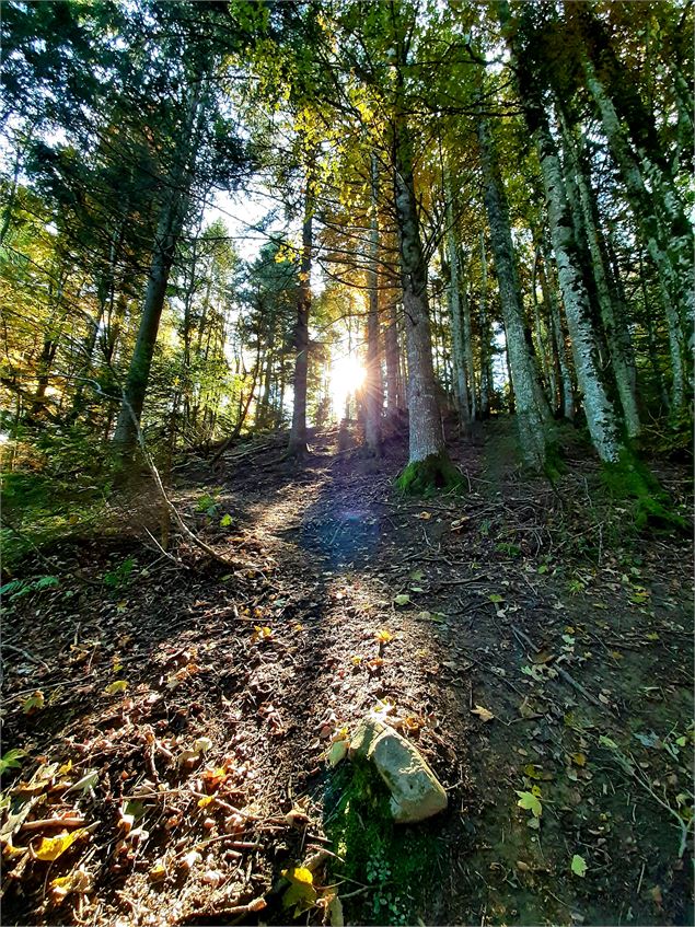 Sentier en forêt - CAMT