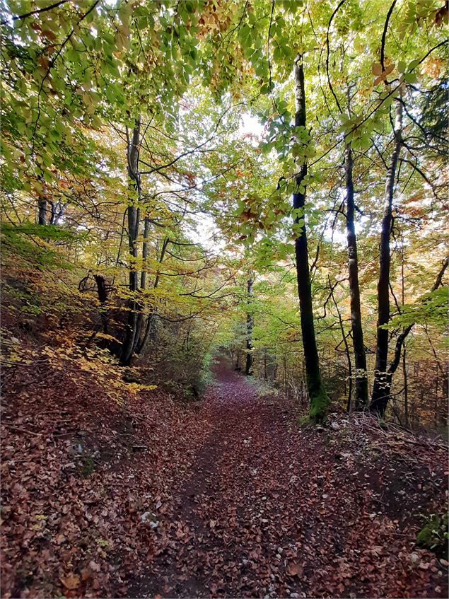 Sentier en forêt - Cluses Arve & Montagnes Tourisme