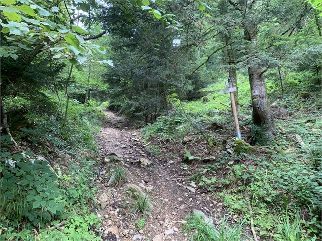 Sentier sinueux - Maxime Michel