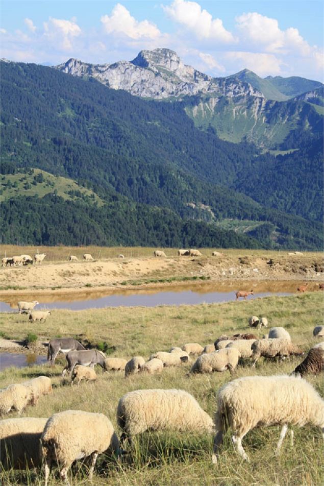 Alpage d'Hirmentaz - Office de Tourisme des Alpes du Léman