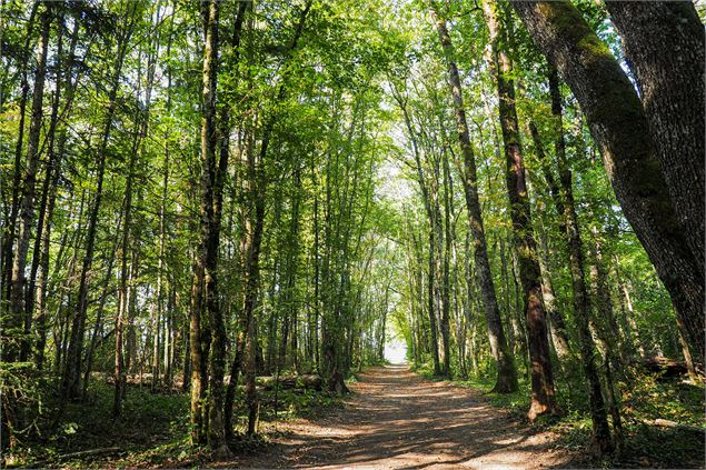 Chemin dans la forêt - Emeline Jonnon