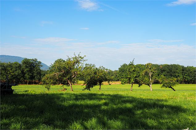 Vue sur les champs - Emeline Jonnon