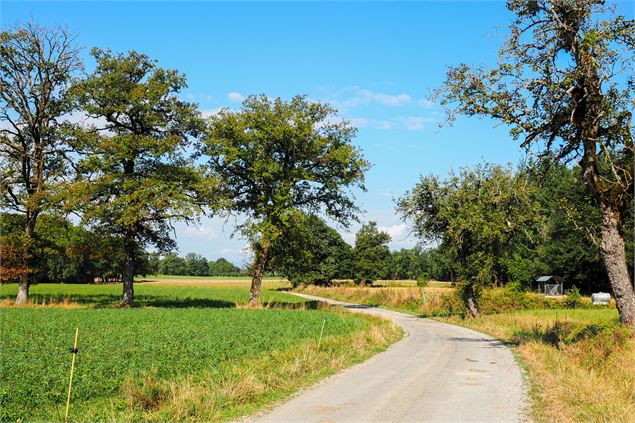 Chemin - Emeline Jonnon