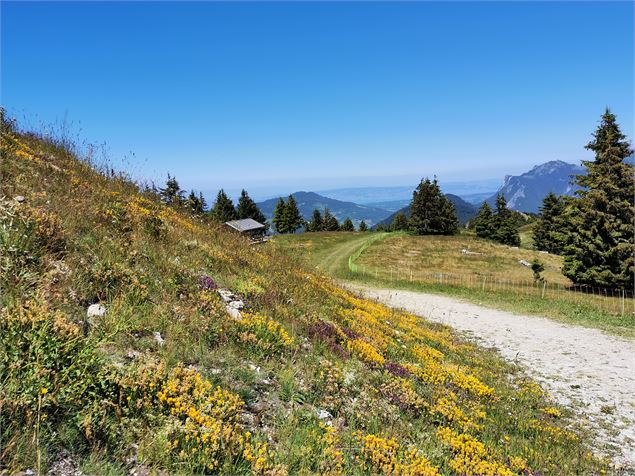 Chemin depuis la Pointe d'Hirmentaz - OT Alpes du Léman