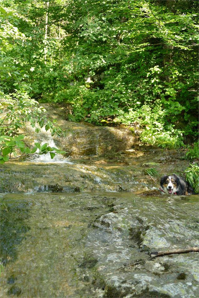 Cascade chien - Alizée Gréau