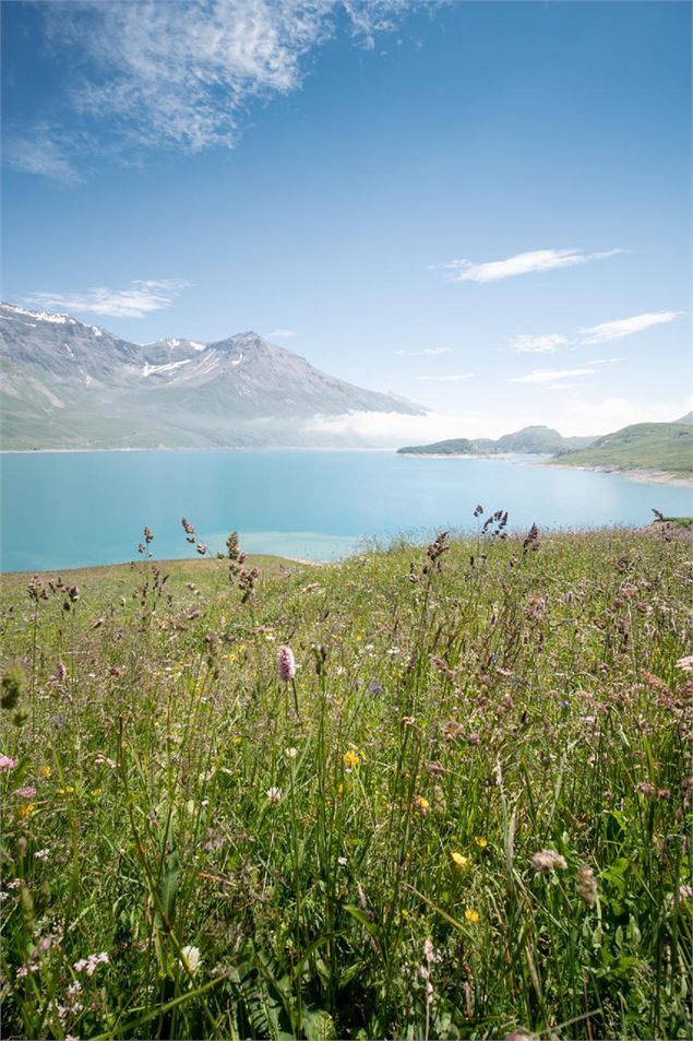 Vue sur le lac du Mont Cenis avec les fleurs de prés en premiers plans - direction fort de Pattacreu