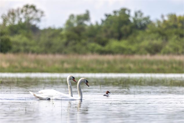 Cygnes - Claire Curt