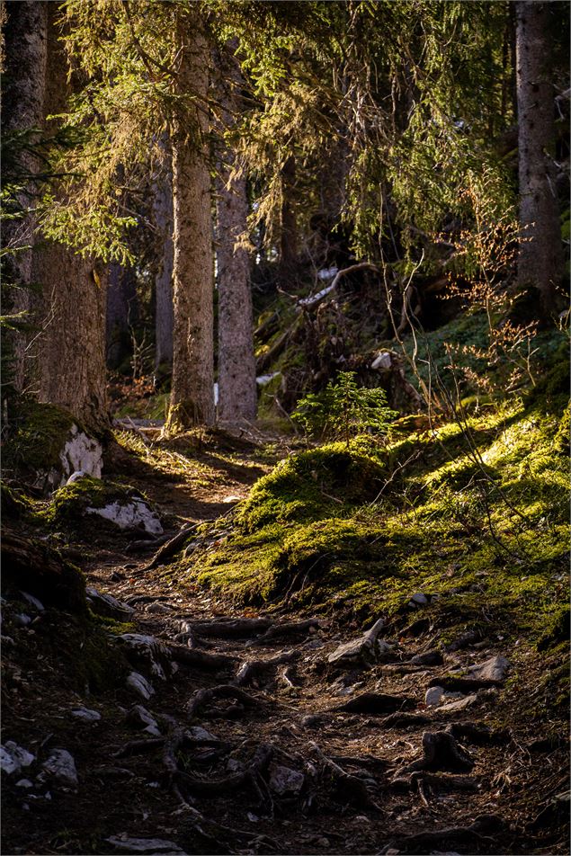 Forêt des Mésers - OT Saint Jean de Sixt