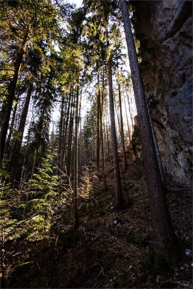 Forêt des Mésers - OT Saint Jean de Sixt