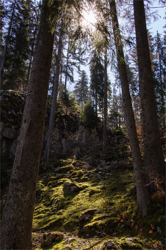 Forêt des Mésers - OT Saint Jean de Sixt