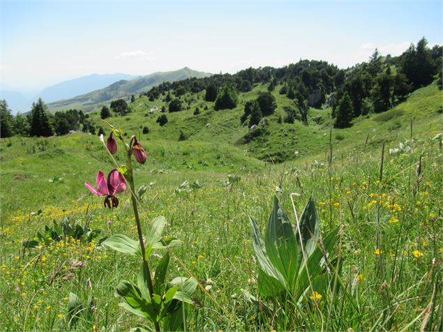 Lys martagon sur les crêtes - ©jthevenard