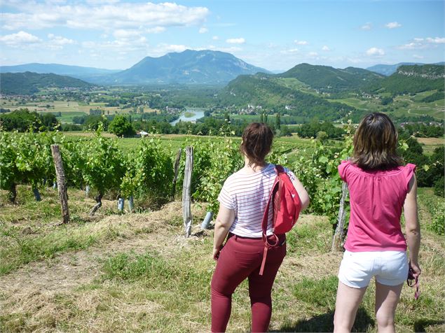 Circuit du Vignoble - Pascal Scalp Gombert