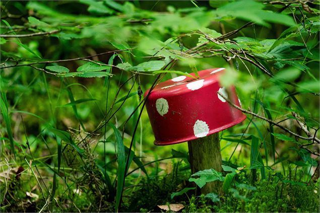 Champignon près de la rivière du Petit Creux - Imagin Studio