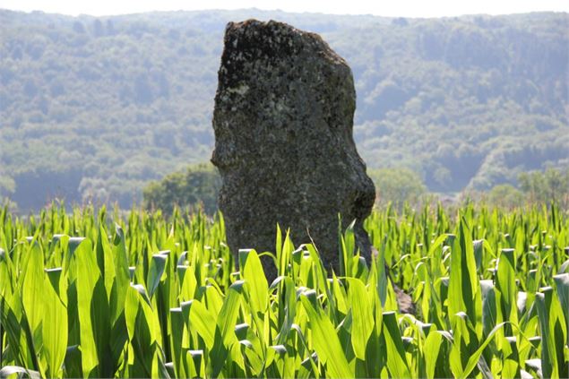 Menhir de Pierre Fiche - Simandre/Suran