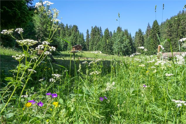 Plateau de Lachat - Coeur de Tarentaise Tourisme