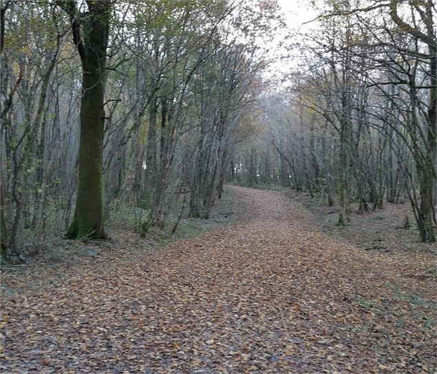 Forêt de Fougemagne - CCCC