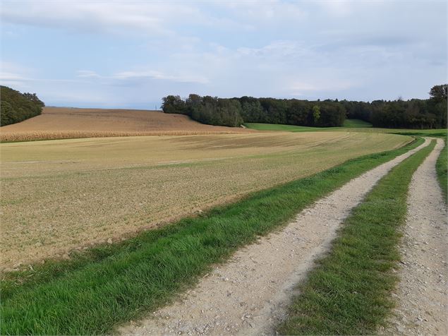 Marboz - Plaine de Grosbost - scalland