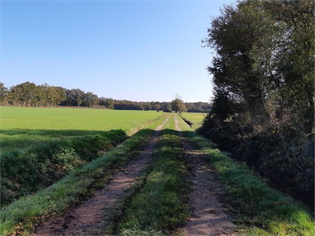 Viriat - Plan d'eau de Champataule - Bois de But - scalland