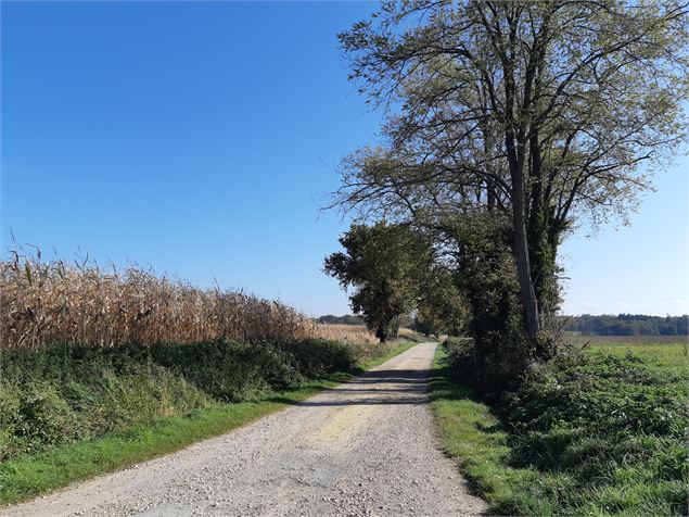 Viriat - Plan d'eau de Champataule - Bois de But - scalland