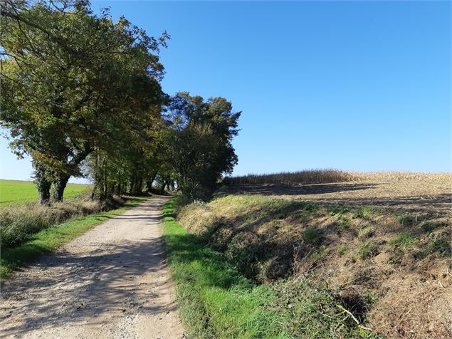 Viriat - Plan d'eau de Champataule - Bois de But - scalland